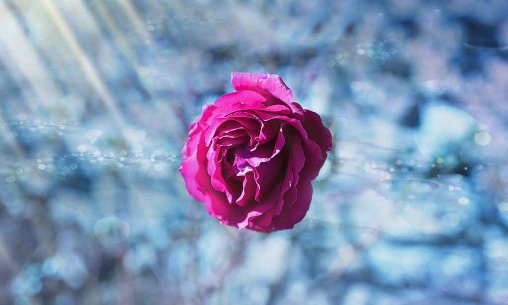 rose-pink-top